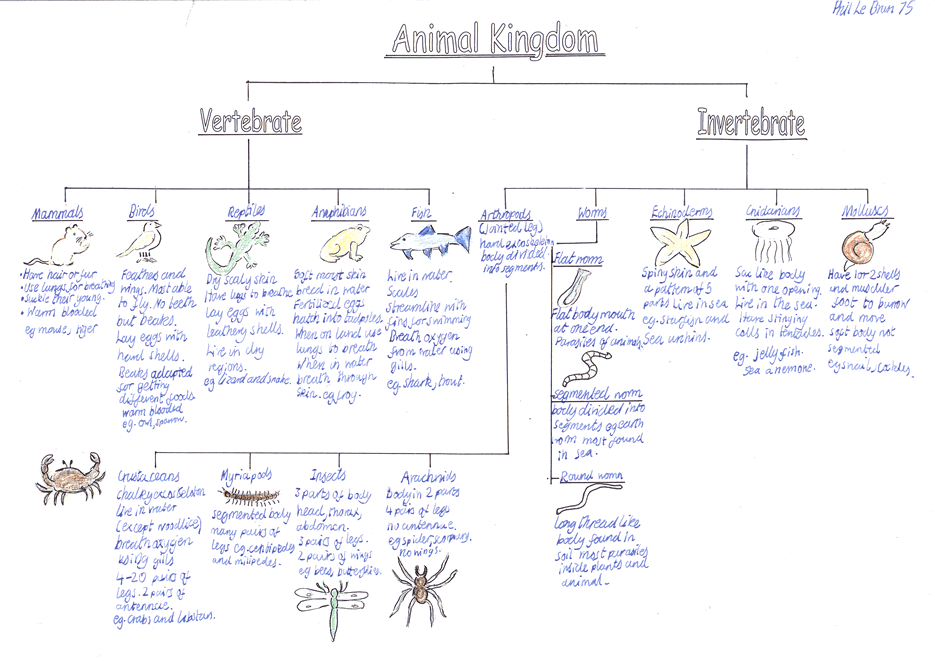 Animal Classification Chart Worksheet
